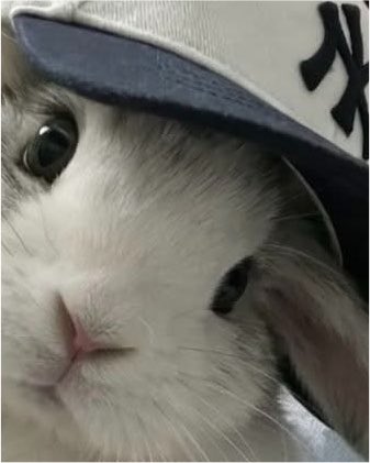 jung2e_'s tweet photo. 토끼야 키스해 본 적 있어? https://t.co/7TEvP40ueM