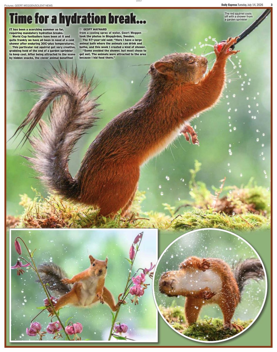 snapagency's tweet photo. A squirrel uses a sprinkler to cool off in warm weather. After being attracted to the scene by hidden snacks, the animal benefitted from a cooling shower of water in a garden in Bispgården, Sweden.
📸 - Geert Weggen
#squirrels #cooloff #hot #sprinklers #wildlife https://t.co/iLXmAEd1qc