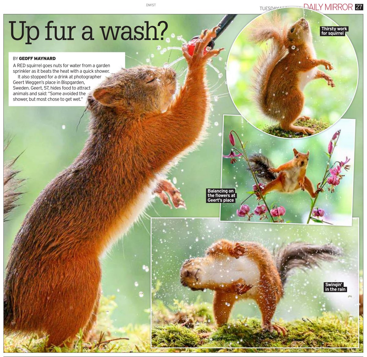 snapagency's tweet photo. A squirrel uses a sprinkler to cool off in warm weather. After being attracted to the scene by hidden snacks, the animal benefitted from a cooling shower of water in a garden in Bispgården, Sweden.
📸 - Geert Weggen
#squirrels #cooloff #hot #sprinklers #wildlife https://t.co/iLXmAEd1qc