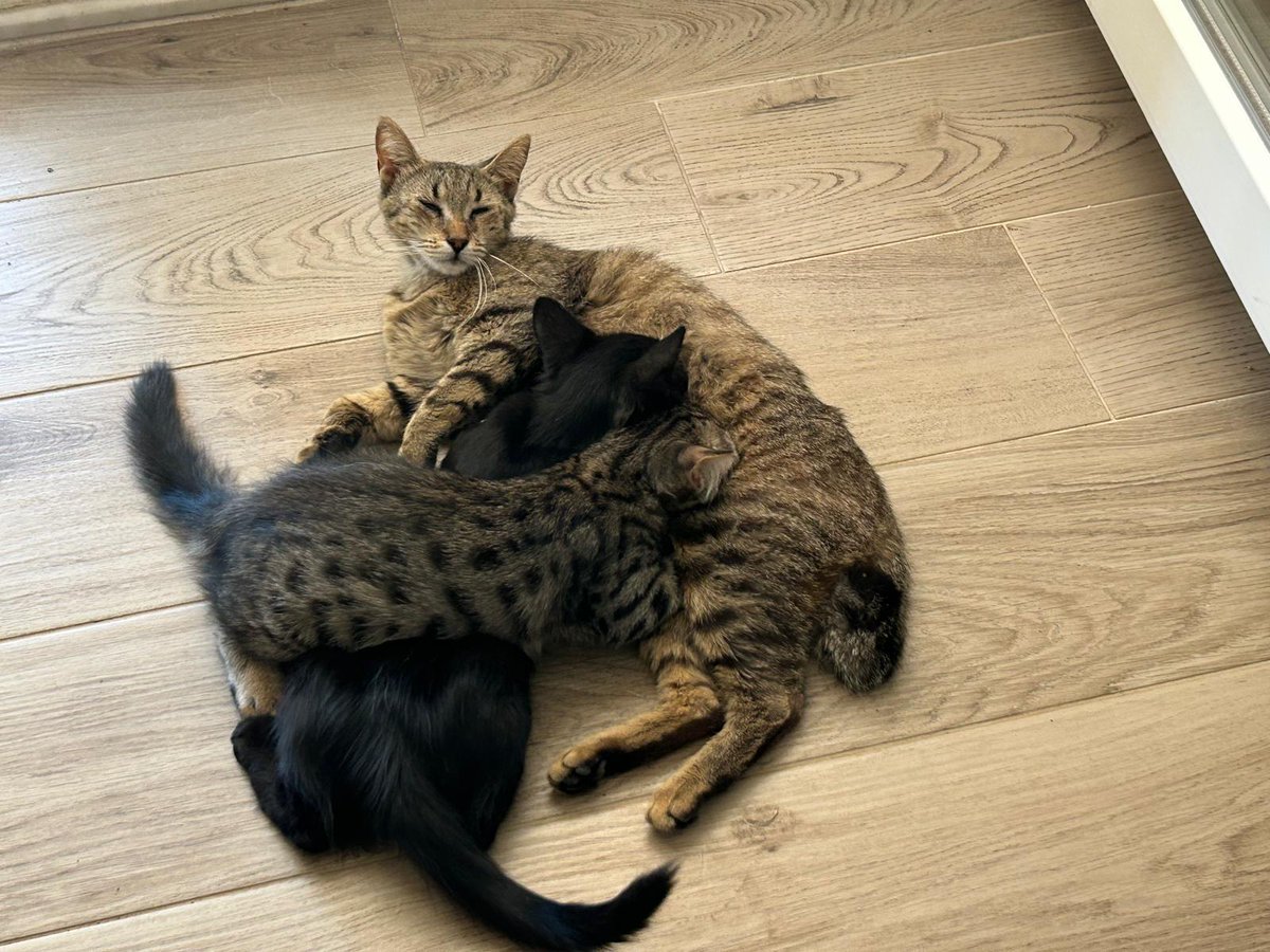 suatsalgin's tweet photo. KAYIP KEDİ...
BULAN PARA ÖDÜLÜ İLE MÜKAFATLANDIRILACAKTIR...
ÇAMLIK-LAKA MEVKİİ BALKAN BÜFE ÇEVRESİNDE İSMİNE DUYARLI "LEOŞ" İSİMLİ KEDİM KAYBOLMUŞTUR.
YENİ KISIRLAŞTIRILMIŞ DİŞİ KEDİMİN KUYRUĞU HAFİF PÜSKÜLLÜDÜR.
O5362188111 AYNUR HANIM'dan  DETAYLI BİLGİ ALABİLİRSİNİZ...
#mayha https://t.co/W0uFf1CbRJ