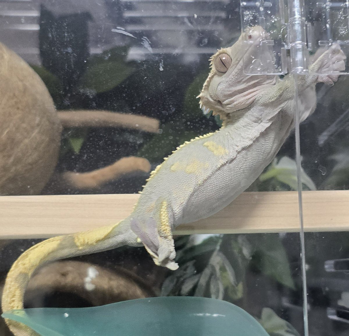 Lizard_diary0's tweet photo. 귀염둥이뚱띵이 보고 진정해 나 자신 https://t.co/NiSD6UAtcv