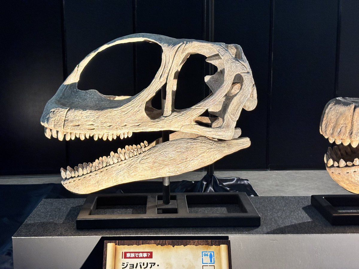 jinbee0226's tweet photo. 頭だけだけど中々見れない竜脚類たち沢山いたから実質竜脚類展ですね
ラペトサウルスとやサルミエントサウルス、ジョバリアは特にレアじゃろこれ
#ヨコハマ恐竜展
#Apatosaurus
#Rapetosaurus
#Sarmientosaurus
#Jobaria
#Giraffatitan, https://t.co/xoNsD9TbhN