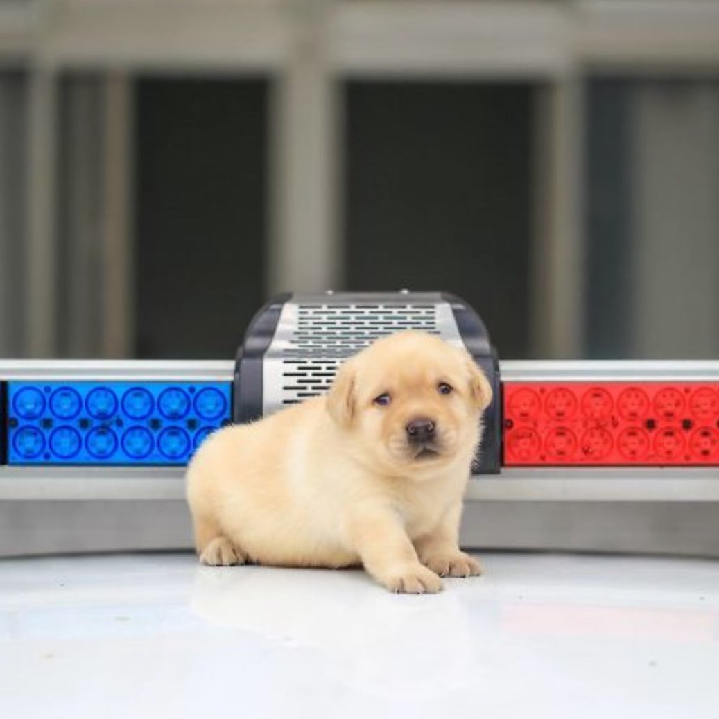 AcervoCharts's tweet photo. Polícia faz sessão de fotos com seus novos cachorros recrutados. https://t.co/MxDR5g0g43