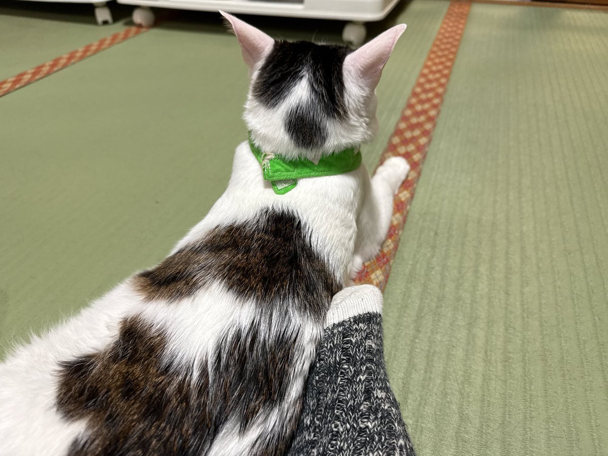 feposa12's tweet photo. 初対面で寝っ転がってきて図々しいね https://t.co/xkYRsD2zUV