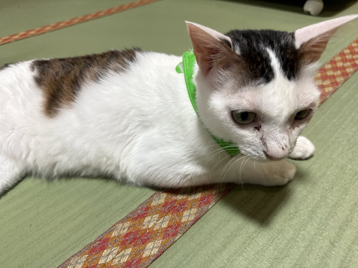 feposa12's tweet photo. 初対面で寝っ転がってきて図々しいね https://t.co/xkYRsD2zUV