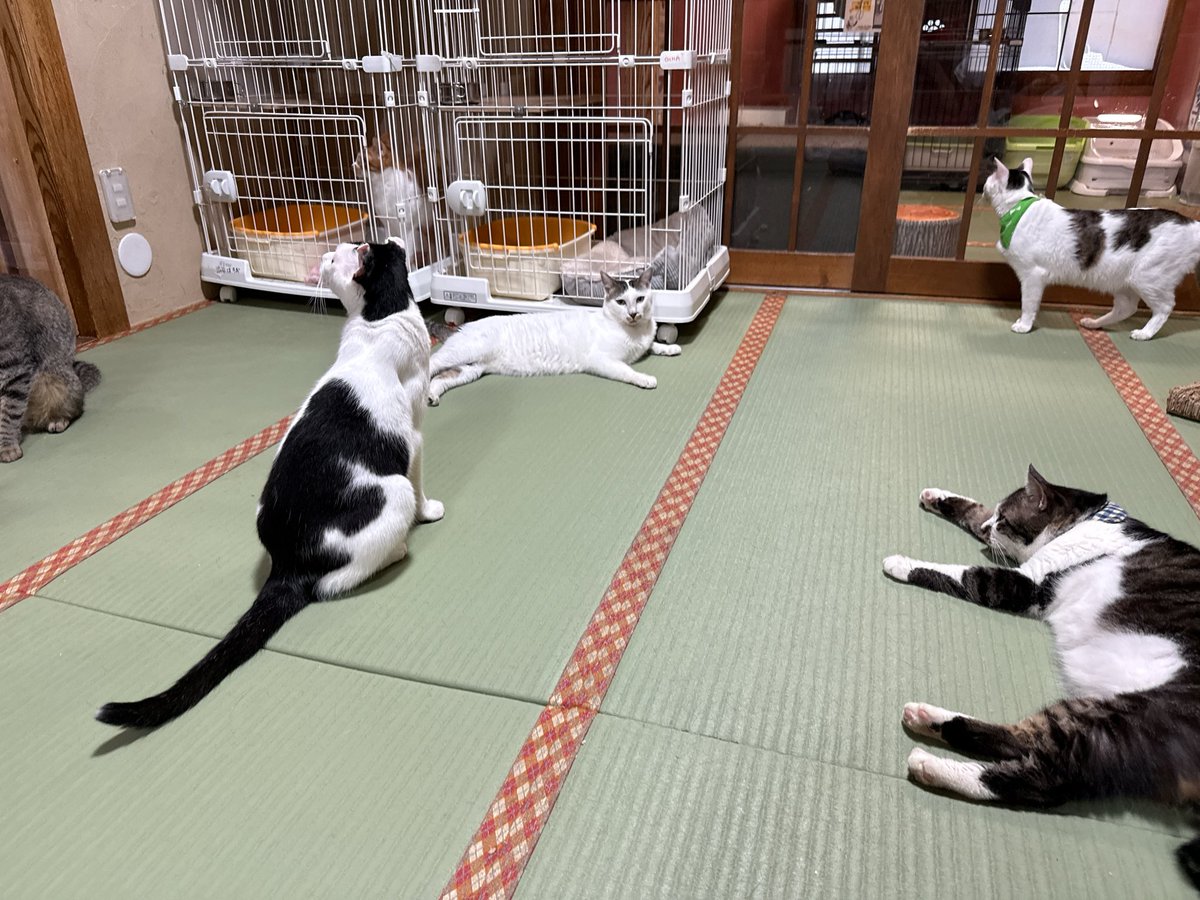 feposa12's tweet photo. いっぱいいてかわいいね https://t.co/6ZDMilCRqi