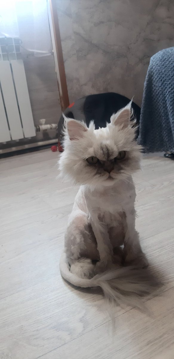Oksana11451495's tweet photo. Друзья, в мое́м домашнем приюте заканчивается сухой корм! Жидкий улетает со скоростью звука.Вы знаете что у меня много животных и много больных. К сожалению у нас нет кураторов нет помощников кроме вас. Снежка ест одна за десятерых.
Сбер и ВТБ по т.89276016828
Оксана К. https://t.co/5UM72tIVGV