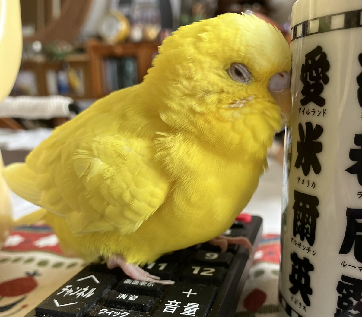 ususio_sio's tweet photo. とても眠い
#セキセイインコ https://t.co/qKVaRVWufx