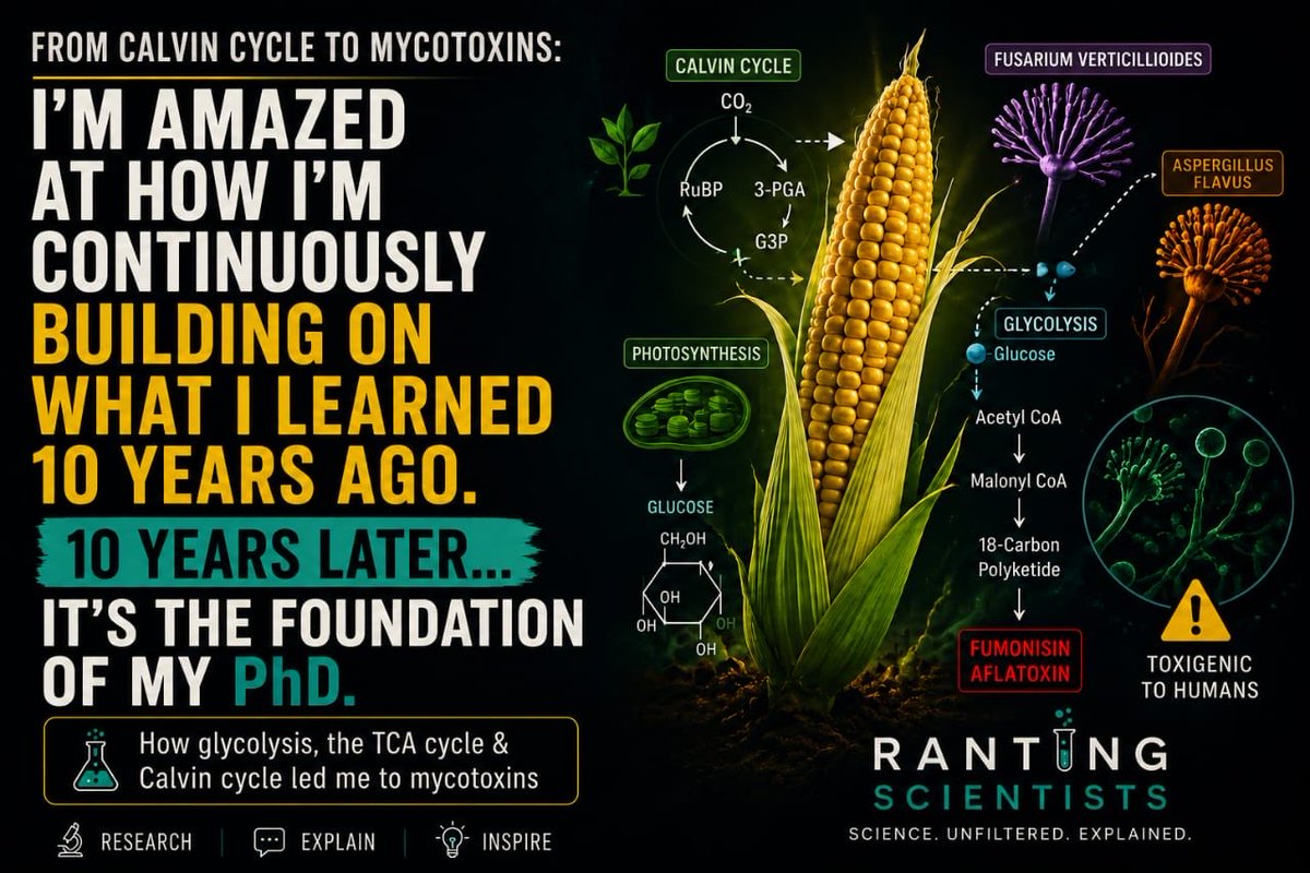 RantingSCIs's tweet photo. 10 years later, I'm still building on what I learnt in biochemistry.
From the Calvin cycle ➡️ glycolysis ➡️ TCA cycle ➡️ mycotoxin biosynthesis.
Science is connected in ways that continue to amaze me.
#RantingScientists #ScienceTwitter #Biochemistry #JossGawin #virałpost https://t.co/oRQP3V2bTT