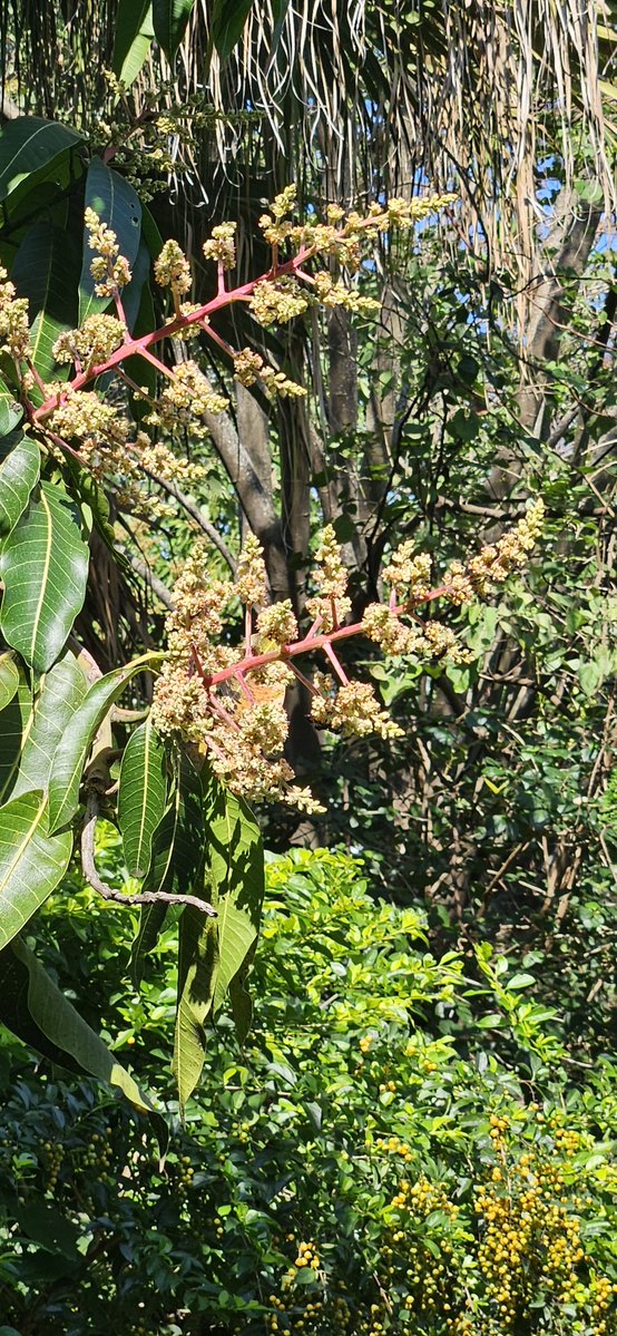 Armanbarret's tweet photo. Hoy les recuerdo esta receta colgada en mi perfil que es el momento ideal para fumigar y proteger los futuros mangos
Muchos pedirán socorro cuando vean sus mangos que se descomponen en la planta pero ya sera muy tarde
Es ahora que se deben protegerlos para que crezcan santos 🇵🇾👨‍🌾👨‍