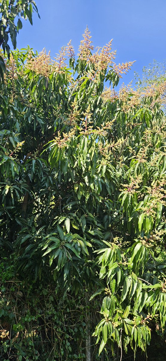 Armanbarret's tweet photo. Hoy les recuerdo esta receta colgada en mi perfil que es el momento ideal para fumigar y proteger los futuros mangos
Muchos pedirán socorro cuando vean sus mangos que se descomponen en la planta pero ya sera muy tarde
Es ahora que se deben protegerlos para que crezcan santos 🇵🇾👨‍🌾👨‍