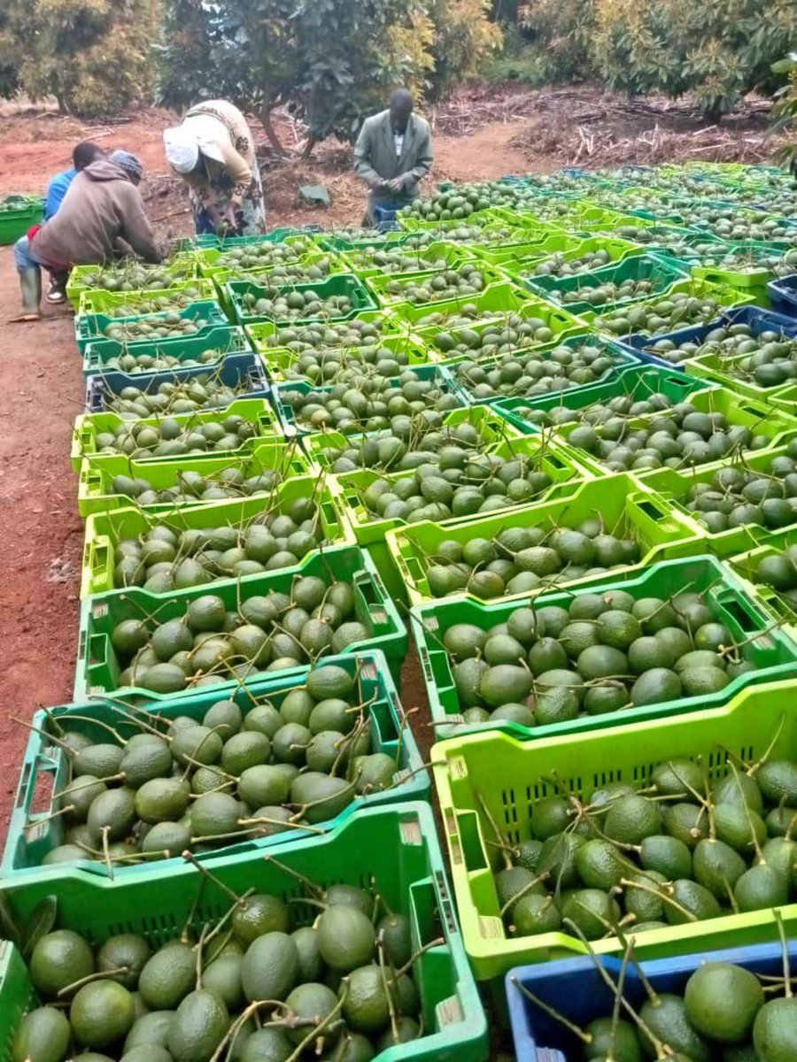 AfricaFirsts's tweet photo. Kenya 🇰🇪 is the largest producer of avocado 🥑 in the whole of Africa with over 450,000 tonnes produced annually.

Kenya is the biggie of Avocado in Africa. https://t.co/DJ7P9sLoXW