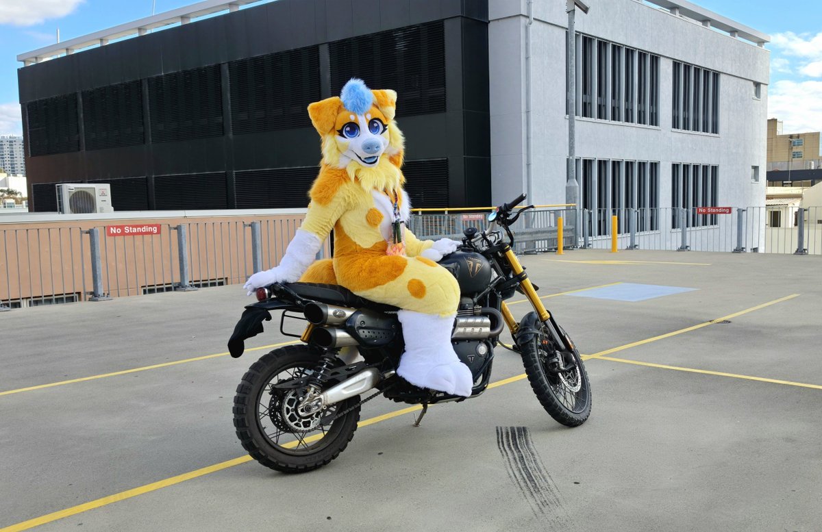 DawnyAussie's tweet photo. Who knew dogs could ride 1200CC bikes 🤭 little bit of a photoshoot from Aurawra. Suit by @LilySuits 🥰 https://t.co/QjFklMMSzP