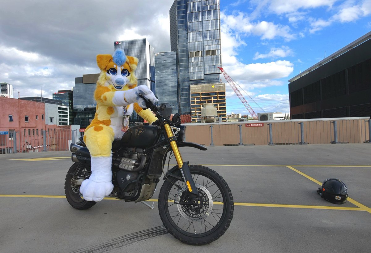 DawnyAussie's tweet photo. Who knew dogs could ride 1200CC bikes 🤭 little bit of a photoshoot from Aurawra. Suit by @LilySuits 🥰 https://t.co/QjFklMMSzP