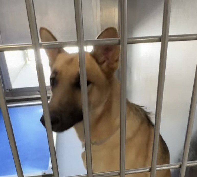 mapleveewesem's tweet photo. 😀🐾😀 RAIN, fka Jack, was adopted from Lancaster CA ACC on 7-22‼️ 
🥳🐾🤗🐾🥳 
Pic on right is her original intake as a puppy in June 2025. 
Hoping this home is forever.
Thank you Village for helping her be seen 🙏 #SeenEqualsSaved 
#A5707495 https://t.co/TUBChADc1h