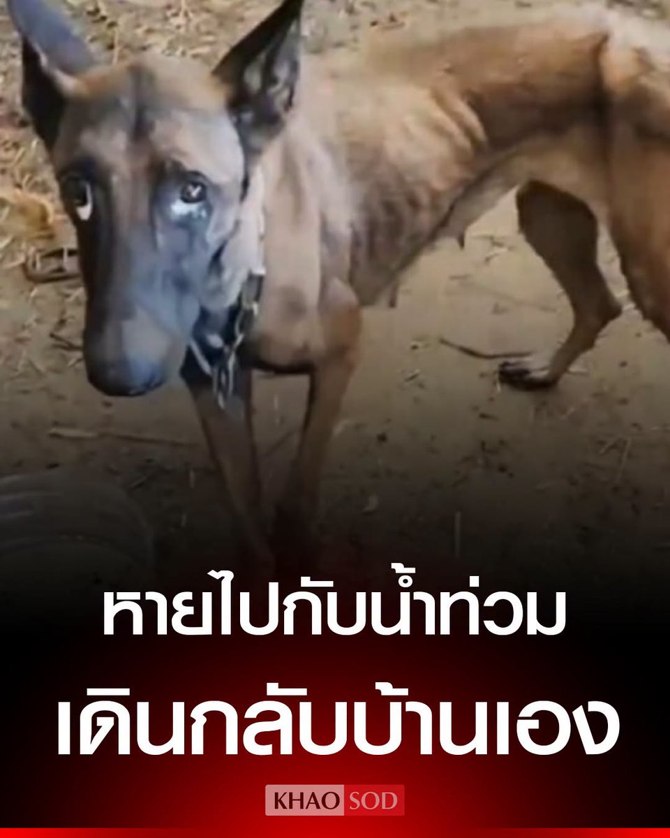 KhaosodOnline's tweet photo. เก่งมากเจ้าตูบ! สุนัขพัดหลงไปกับน้ำท่วม หายนานกว่า 10 วัน ก่อนเดินกลับบ้านเอง สภาพผอมโซ เจ้าของถึงกับน้ำตาไหล ไม่อยากคิดภาพตอนน้องลำบาก https://t.co/dU7hNIoqdu