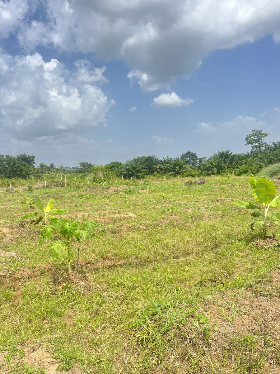 FoodDiscourse's tweet photo. There's something incredibly rewarding about watching degraded soil come back to life through agroecological practices. 
Could agroecology be one of #Africa's most promising solutions for restoring soil health while feeding a growing population?
#FoodSystems #ClimateAction #fyp https://t.co/4eCjcw0Us0