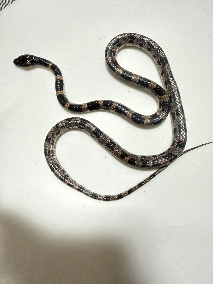 CrazyGentleSS's tweet photo. そういえば、シロマダラが轢かれて死んでいた。皮を剥いで(済)骨格標本作る(除肉中)ます。 https://t.co/ZHiu8n2ICD