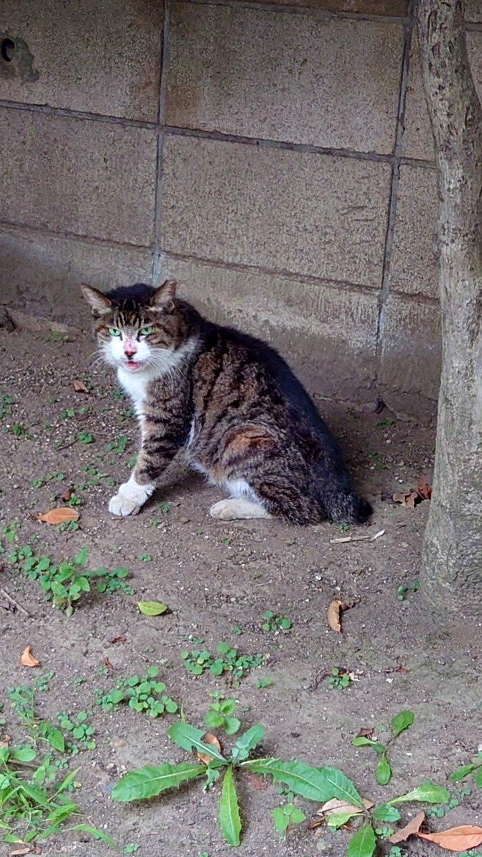 xronoaende's tweet photo. 猫ฅ^•ω•^ฅﾆｬｰ

 #きり散歩 https://t.co/1fhpFji4uP