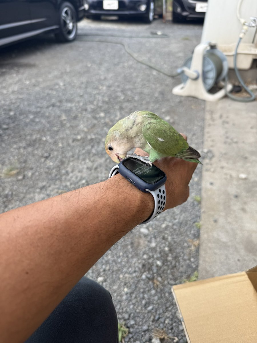 bicutcono1975's tweet photo. 飛んできたんだが、相模原あたりで逃がしてしまった人いる？ https://t.co/PLHF0BXvaT