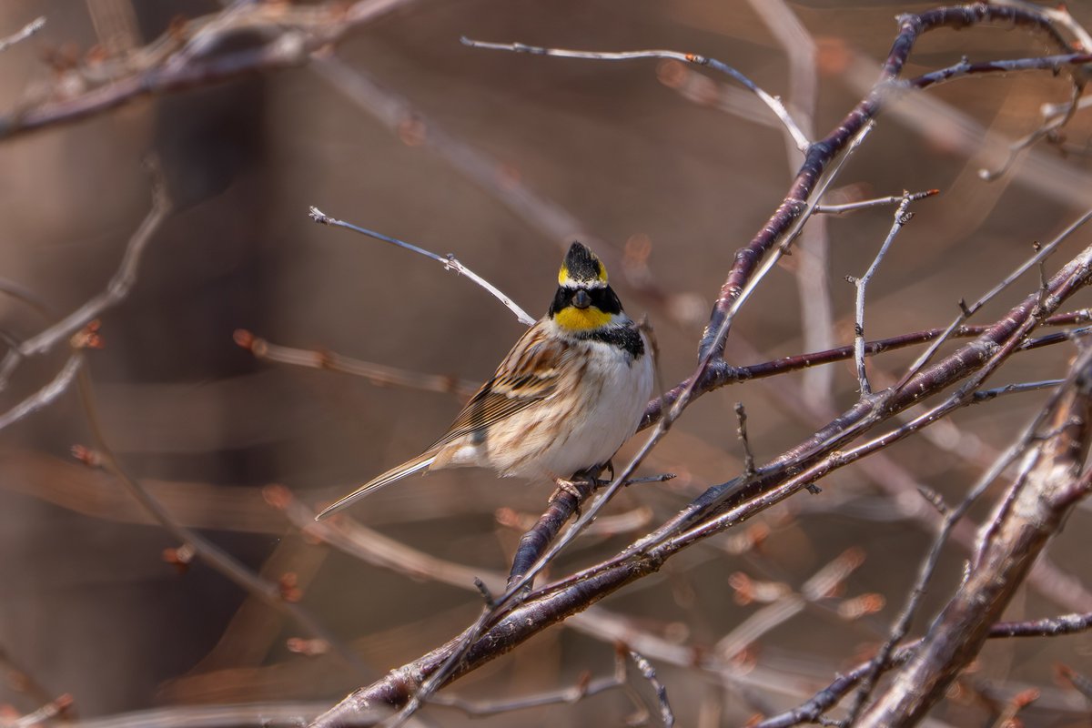 MamoruPhoto's tweet photo. トサカ
location: hokkaido japan 

ボチボチ春先の投稿をはじめよう。
けっこう好きな野鳥 ミヤマホオジロ。
オシャレなトサカと前掛けがカワイイよねｗ #北海道 #野鳥 #ミヤマホオジロ #これソニーで撮りました

※実際に撮影した時期ではありません。
※写真はトリミングしています。 https://t.co/6wfITXAtJ9