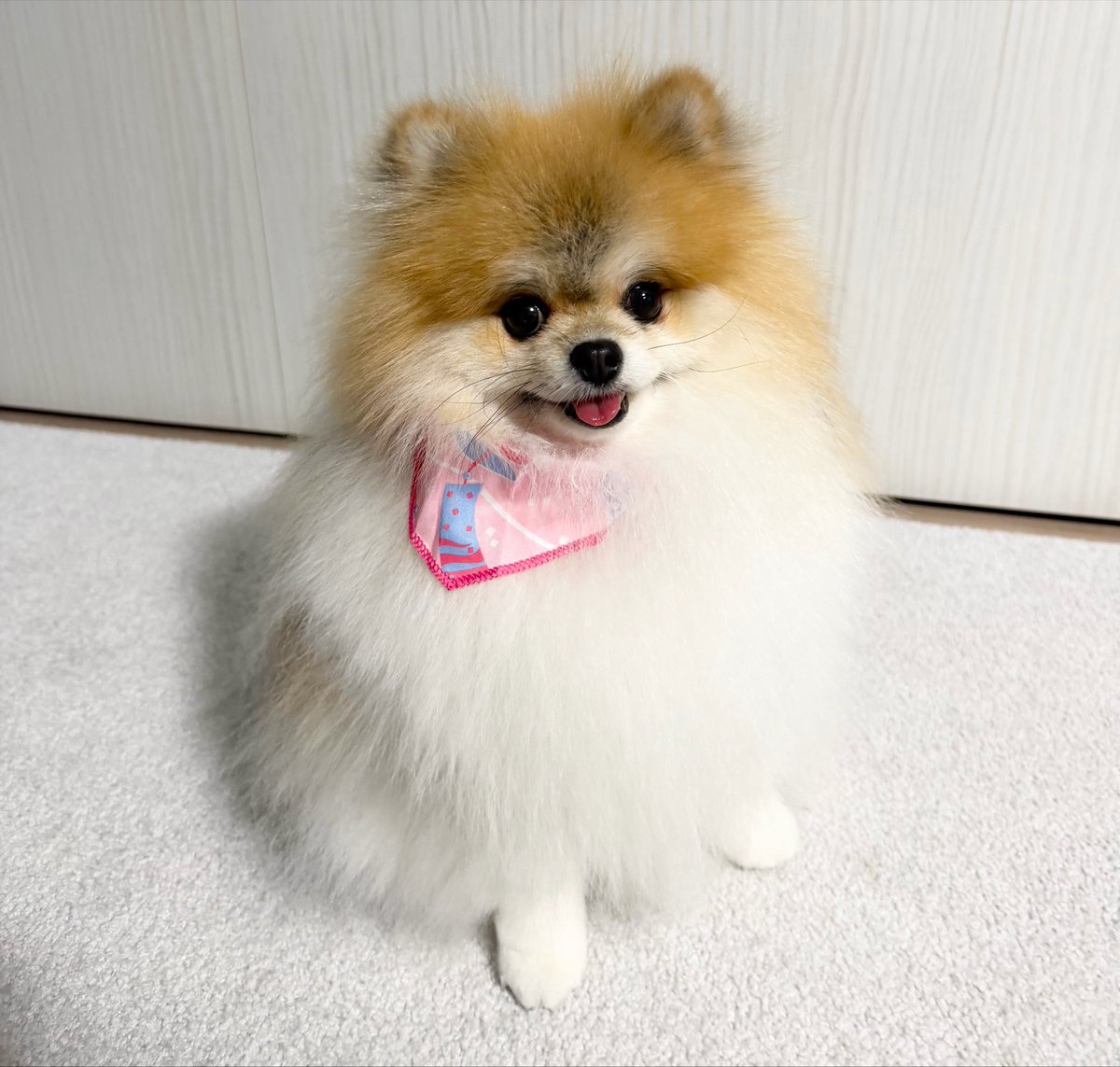 ha08ru01ru's tweet photo. 今月のトリミング🫧
トリマーさんが辞められるとのことで、再来月トリミングできない危機が🥲 https://t.co/i0oRWfklnC