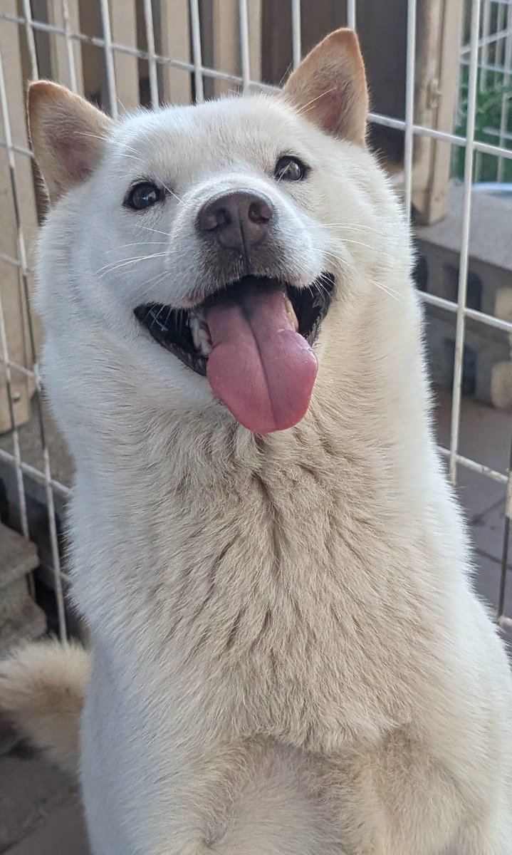 北海道犬 みっちゃん on X: 