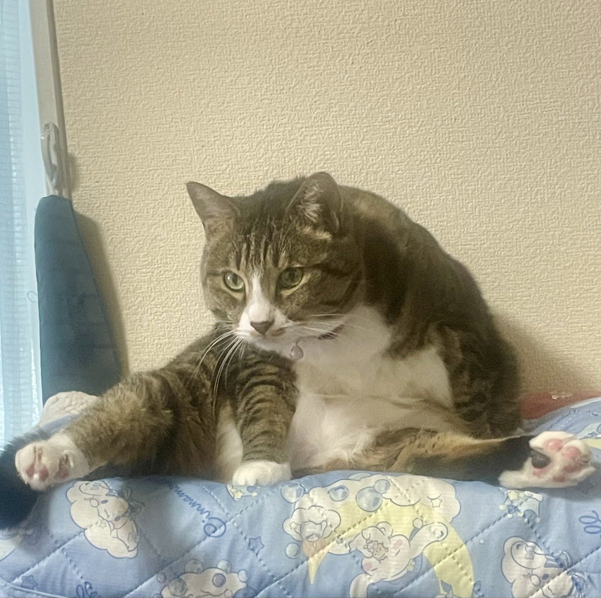 dir136n's tweet photo. ニャンだぁ？
#猫のいる暮らし https://t.co/Crut2US9yV