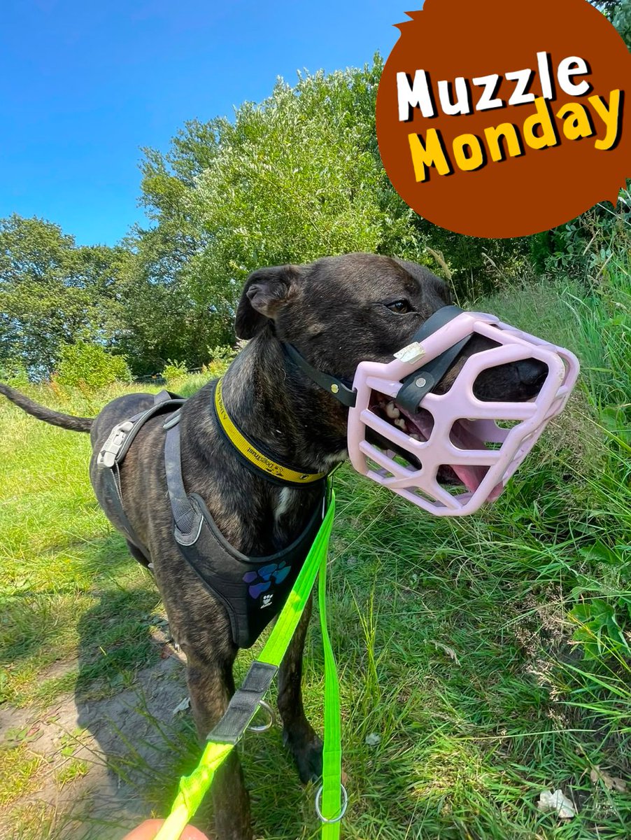 DT_Kenilworth's tweet photo. Who has three legs and looks super cute in pink?
π ZACK! π
#MuzzleMonday #MuzzledDogsAreGoodDogs #INeedAHome #Sighthound #Lurcher #AdoptMe #RescueDog https://t.co/2EQmyKeHjo