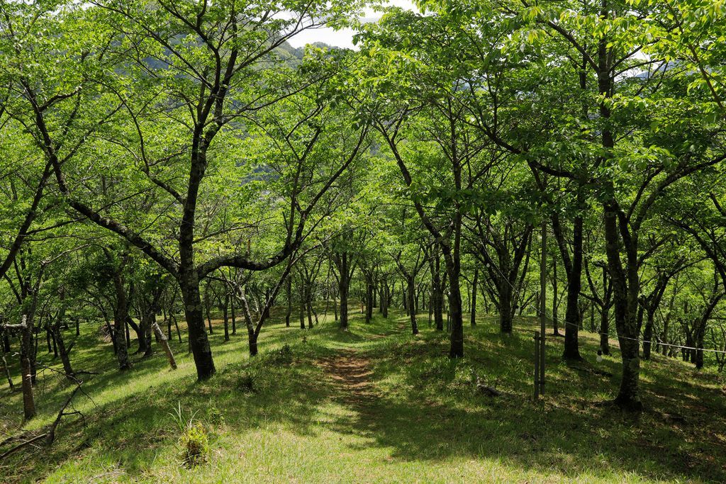 OtsukiCosplay's tweet photo. 【夏のお伊勢山🌳】
春は桜の名所として名高いお伊勢山ですが、
夏は桜の葉が生い茂り街を見下ろす森になります🌳
さらに、山には神社が5箇所あり、そのすべてでコスプレ撮影が可能です⛩️
撮影以外でもその神社すべてを廻る、五福参りという楽しみ方もできます👍
天気が良ければ富士山も見えますよ🗻 https://t.co/eI3h2SFKSh