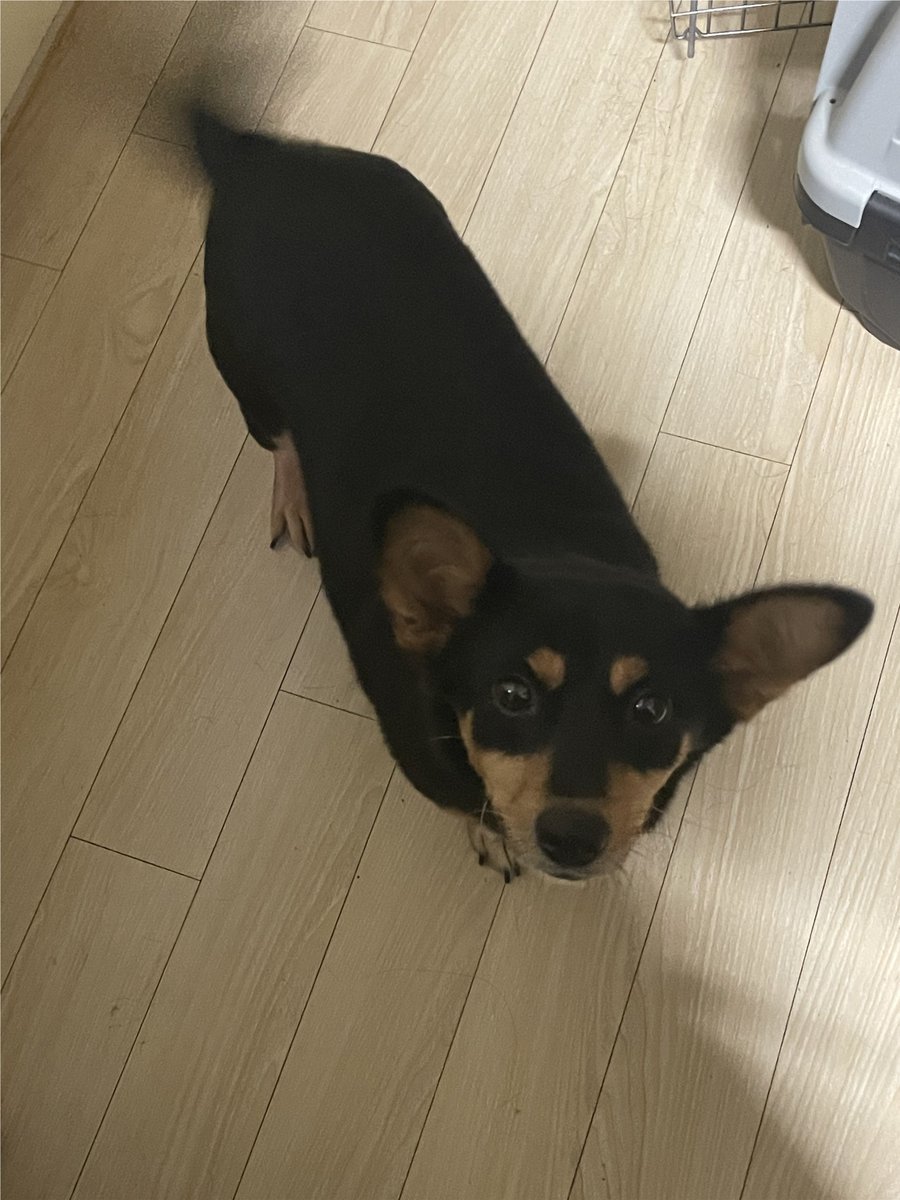 AdoptRian's tweet photo. 눈만 마주치면 전방에 애교발사해서
꼬리가 제대로 찍히지가 않아요
강아지란 어떻게 이렇게까지
누군가를 조건없이 사랑해줄 수 있는 걸까요
으심되... 가짜강아지

#가족찾는리안 #입양홍보 #임보중 #사지말고입양하세요 https://t.co/lCeM2Z6J7G