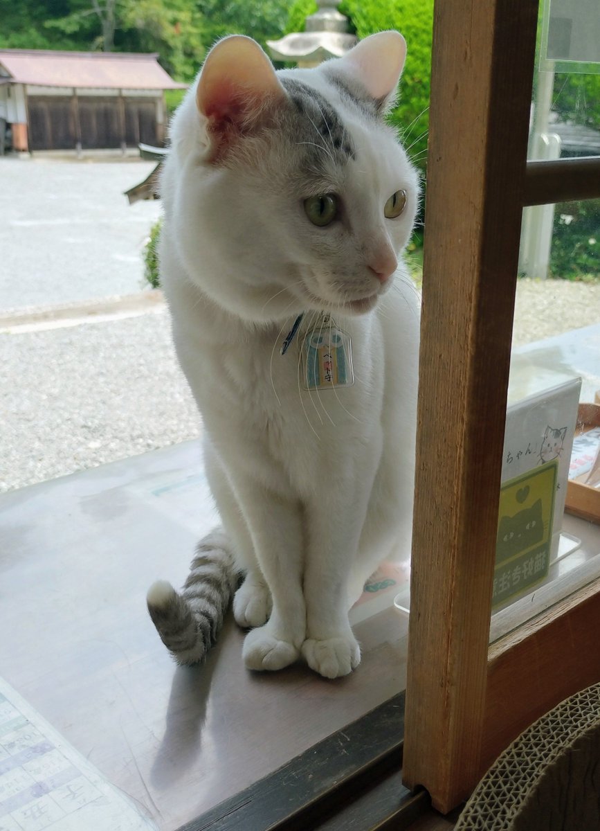 kiyama_jinjya's tweet photo. テンちゃん 本日の勤務態度

週の始まりで比較的静かな一日
カウンターで色々なものを観察

7月24日〜8月30日まで、岡山市の「杜の街グレース」3階で開催されている岩合光昭氏の写真展「ご当地ねこ」の別会場にテンちゃんの写真も展示されています

ぜひ、行ってみて下さい！ https://t.co/TfsoPxCMvU