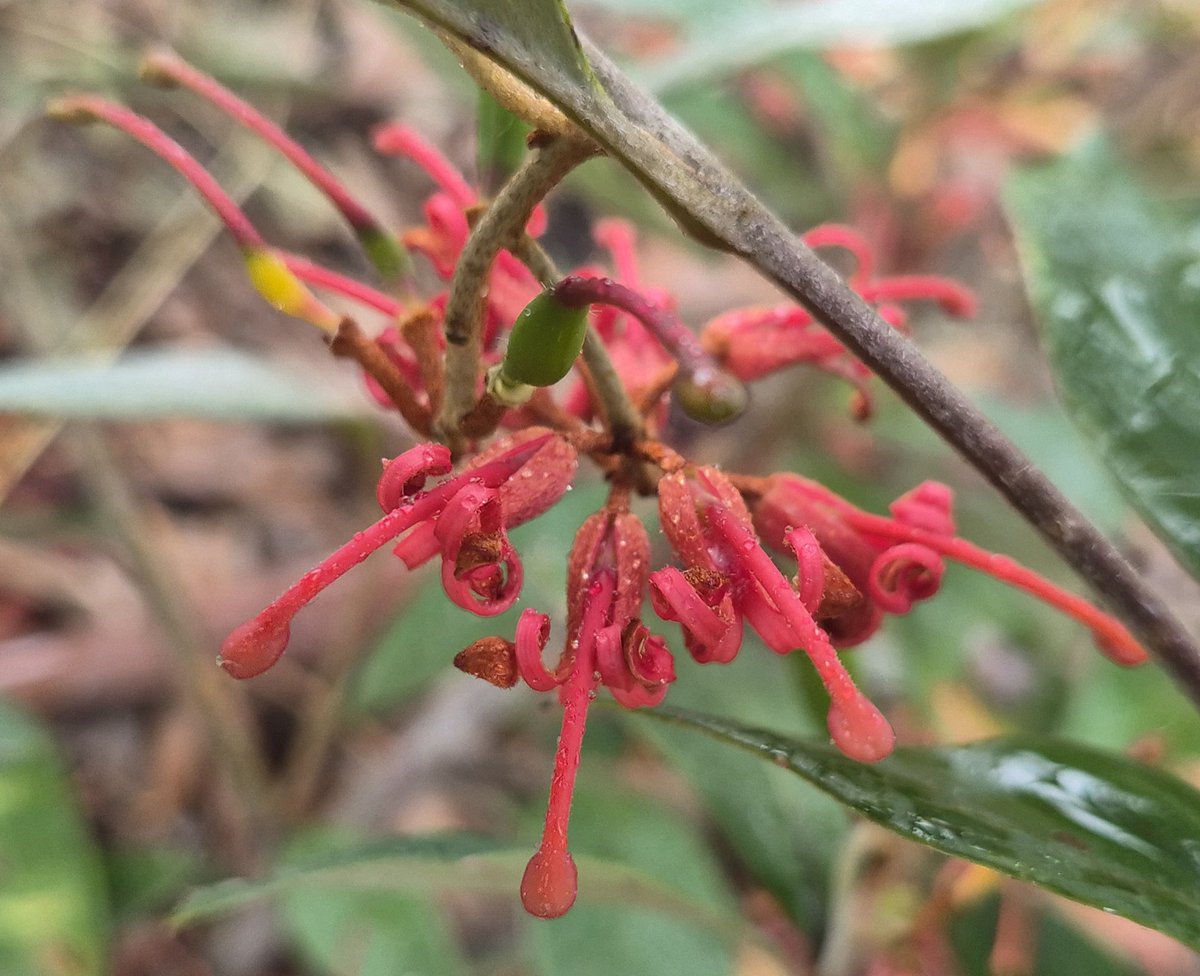 StuartWilliams_'s tweet photo. Burrowa grevillea is endemic to the Burrowa-Pine Mountain National Park in Victoria

Greviilea burrowa https://t.co/jpcDpgvDAf