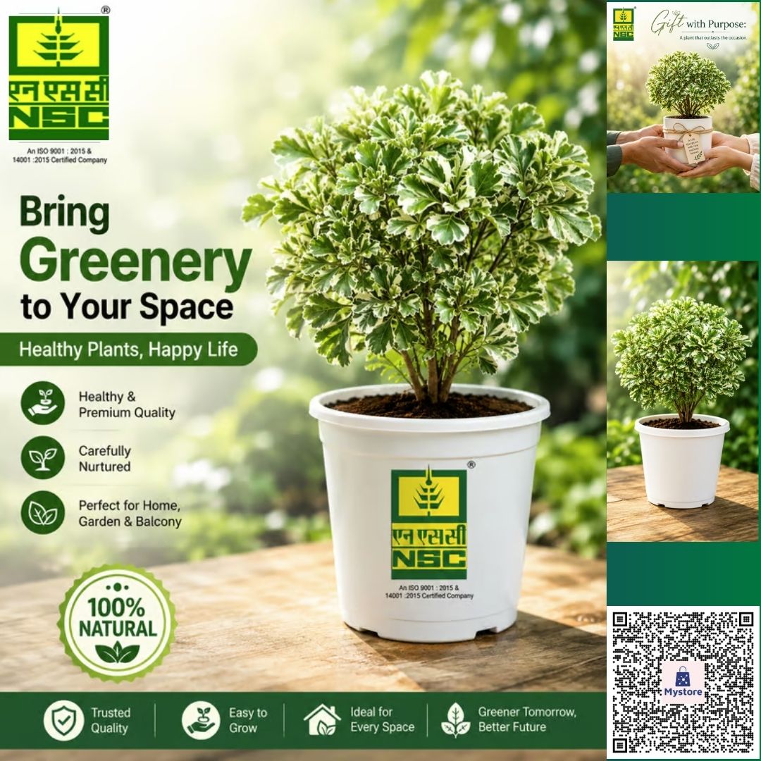 NSCLIMITED's tweet photo. 🌿अपने घर, गार्डन और बालकनी में NSC के खूबसूरत पौधे से हर कोना बनाएं हरा-भरा|

NSC के ऑनलाइन स्टोर से Mini Araliaऑर्डर करें@ https://t.co/5uHE9Ug2VD 189/-रू.में|

#NSCPlants #GreenYourSpace @AgriGoI @ChouhanShivraj @mpbhagirathbjp @mkaurdwivedi @Flipkart @ONDC_Official @DigiHaat_ https://t.co/uVRKqPLTRi
