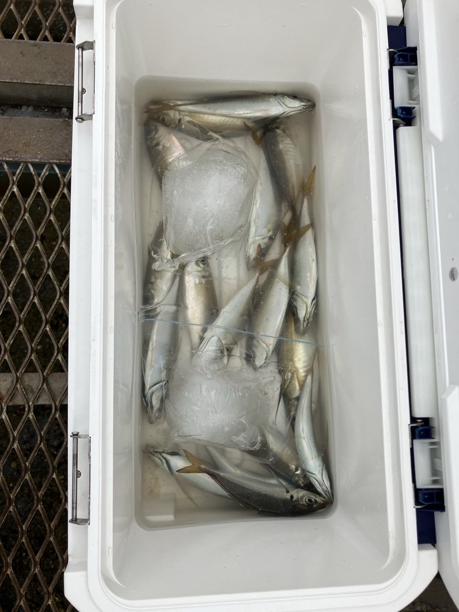 oki38tsuri's tweet photo. 7月27日（月）14時から19時

午後から大黒海釣り施設へ🎣

風があったおかげで、暑さにはなんとか耐えられました🥵

地合いは短めでしたが、アジ15匹を確保して終了🙄

#大黒海釣り施設
#サビキ釣り
#アジサビキ
#アジ釣り https://t.co/AnvDDDKaiR