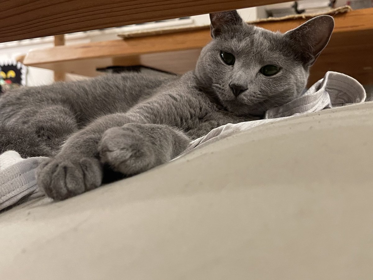 shimura_ken_'s tweet photo. 寝る子
#猫 https://t.co/0UijAZ6Sz0