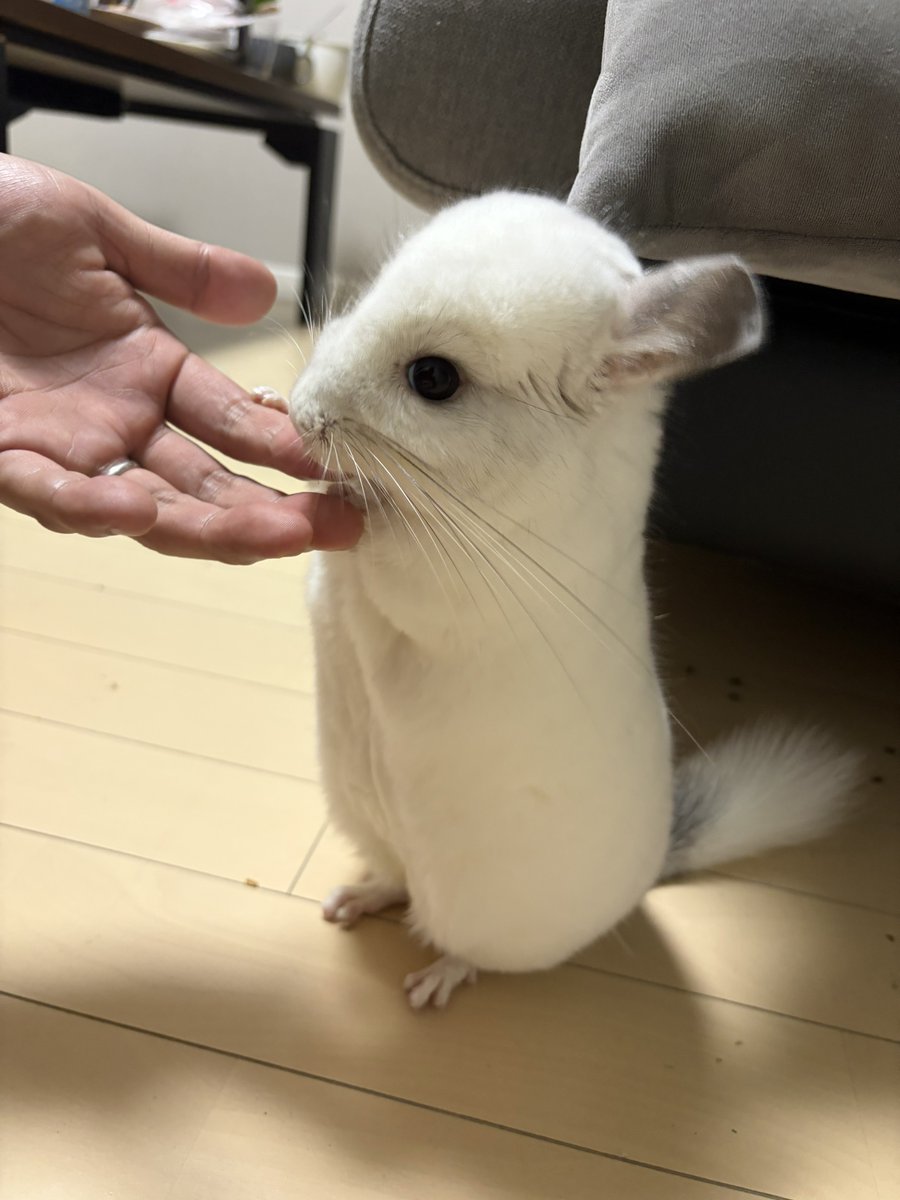 KingFu1220's tweet photo. よく伸びます
#伸びるチンチラ選手権 https://t.co/YvRYrzRnQl