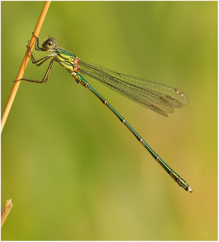 MarcHeathym007's tweet photo. Male and female Willow Emerald Damselfly. NEW photos @ https://t.co/bnXehMI97W. @BDSdragonflies @BBCSpringwatch @smallshire #TeamDragonfly #KentDragonflies https://t.co/ew15xNMdRS