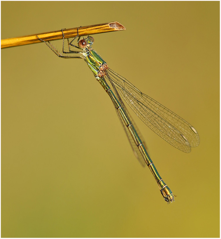 MarcHeathym007's tweet photo. Male and female Willow Emerald Damselfly. NEW photos @ https://t.co/bnXehMI97W. @BDSdragonflies @BBCSpringwatch @smallshire #TeamDragonfly #KentDragonflies https://t.co/ew15xNMdRS