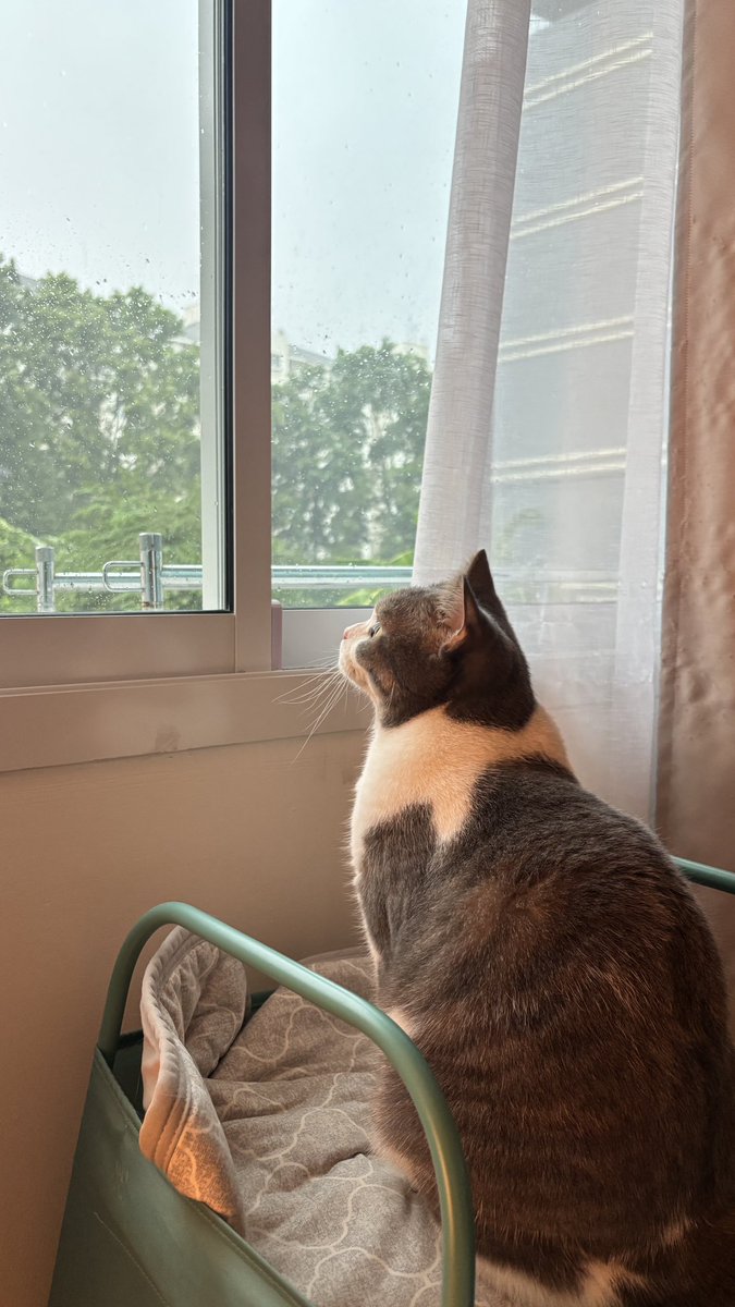 zneba_'s tweet photo. วันนี้สาวน้อยนั่งดูฝนตกอีกแน้ว https://t.co/VpeRfWjY7o