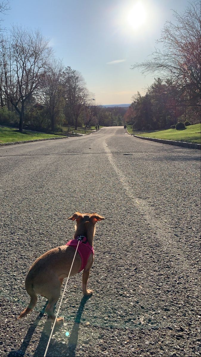 casablankakink's tweet photo. One look. One lean. Pure connection. 🤝🐶
v9me – come be part of it
https://t.co/9nHVLNvhQ8 https://t.co/BurR2ZpxTx