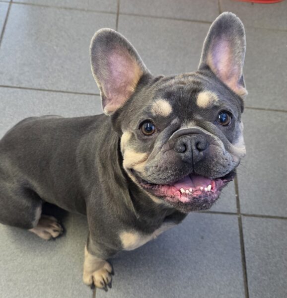 Penny2449's tweet photo. #k9hour
Chaos &amp; Santos are 3 yr old French Bulldogs who would 
like a home together,  being assessed, more info/adopt 
her from @AnimalsInNeedUK https://t.co/DU5tS4bQsJ