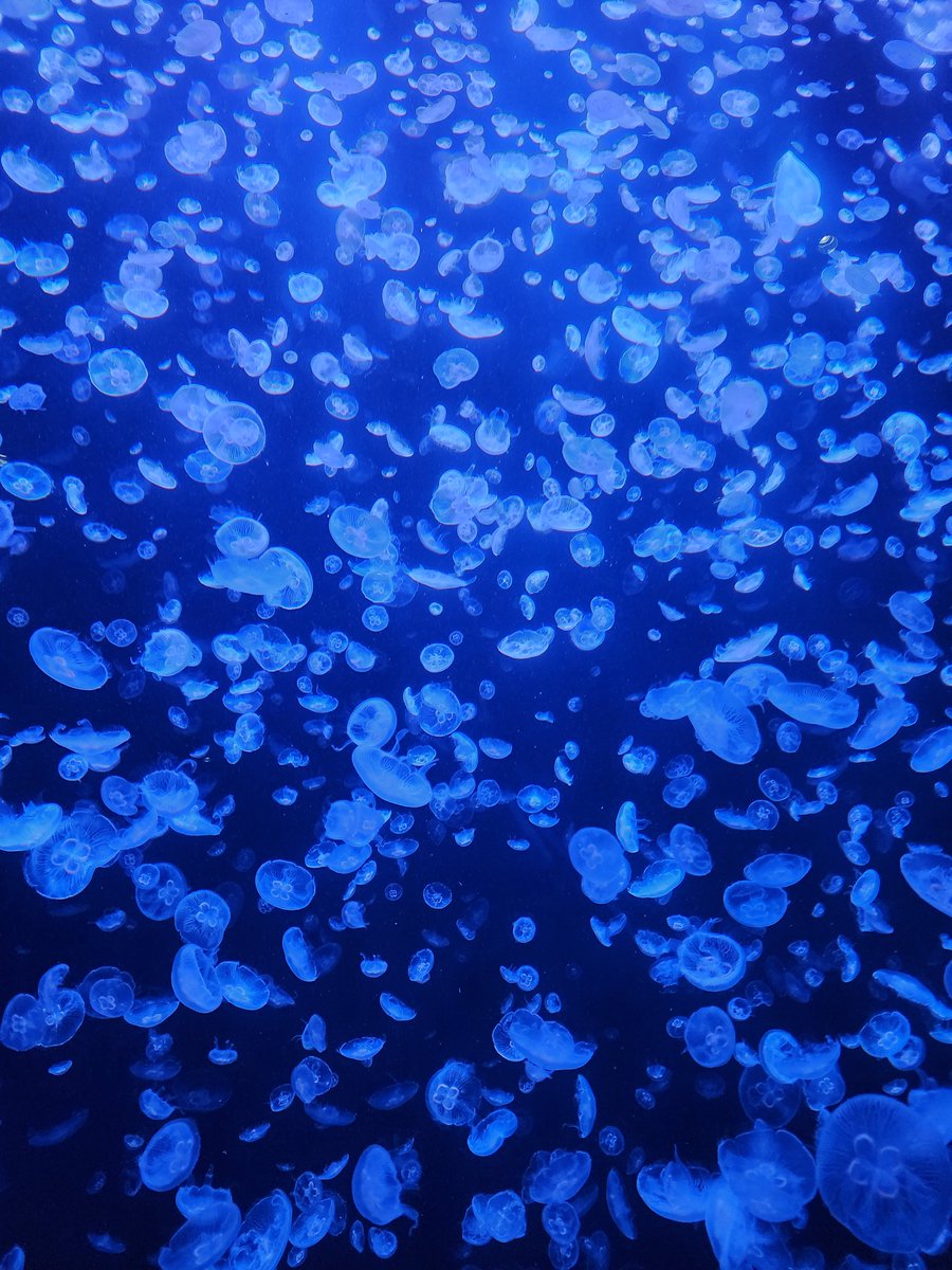 akito_scl's tweet photo. 加茂水族館いったら、橙々さんのサインと、アクアリウムは踊らないの絵飾ってた。みれてうれしい https://t.co/f0rK11V2hT