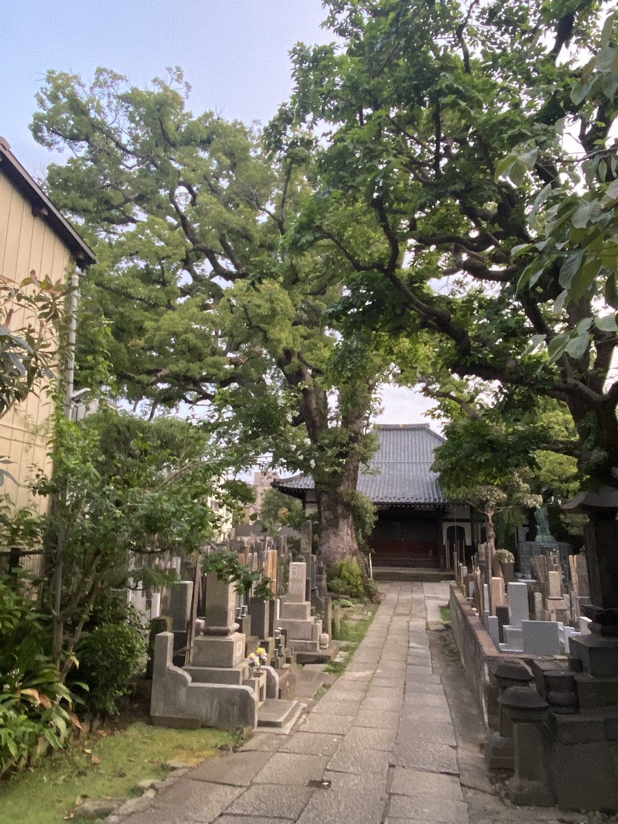 Tomo7A7's tweet photo. 奥のクスノキを見に会社帰りに散歩🚶

#大雄寺 

時間外でお目当てのクスノキに近寄れなかったけど、遠くからでも生命力がすごい🌳 https://t.co/H9tdSeScU3