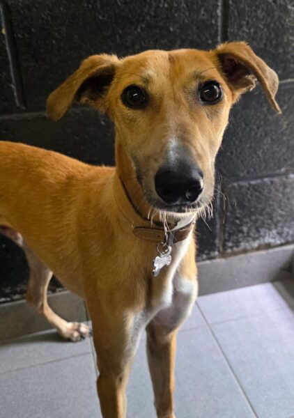 Penny2449's tweet photo. #k9hour
Twix 7 month old Lurcher, he's super friendly and 
seems fine with dogs, no cat etc, being assessed, 
more info/adopt him from @AnimalsInNeedUK https://t.co/XPSXJ6MzlR