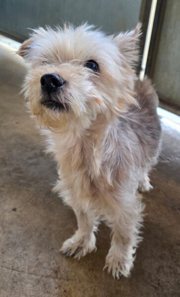 Penny2449's tweet photo. #k9hour
Penny 5 yr old Yorkshire Terrier, she's a sweet natured 
girl found as stray, she would love a quiet home with 
nice walks and someone to cuddle with on the sofa, 
more info/adopt her from @AnimalsInNeedUK https://t.co/00WWlRqmiW