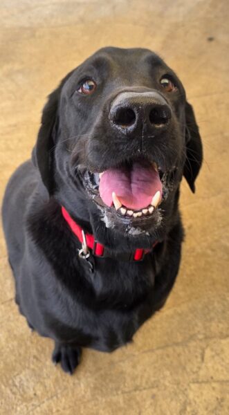 Penny2449's tweet photo. #k9hour 
Oliver 5 yr old Lab, he does have dysplasia issues but it 
doesn't bother him, needs to lose a bit of weight, he's 
super friendly and can live with a dog,  more 
info/adopt him from @AnimalsInNeedUK https://t.co/Q9OQGWzaZQ