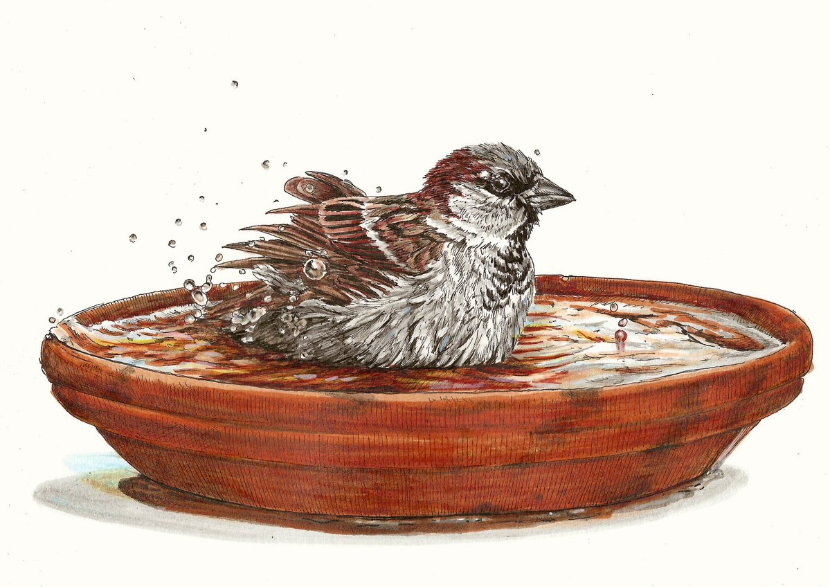 AtelierGeeraets's tweet photo. Tekening genaakt. Het is een badderende huismus. 

‘U heeft 5 minuten’
21 x 29,7 cm
Inkten op papier

Delen is lief. https://t.co/0Yup5APLQ3