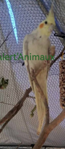 Missing Animaux 81 tweet media