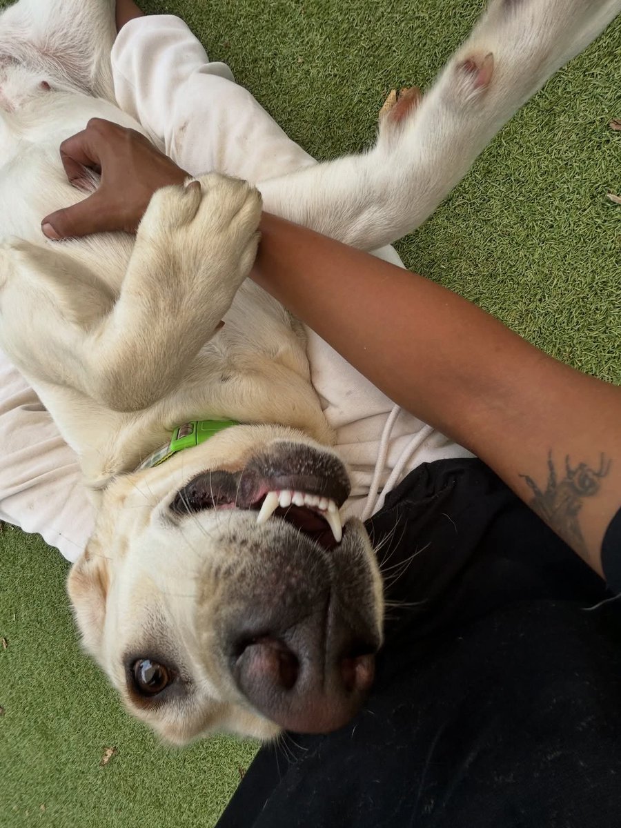 DogDenMmokolodi's tweet photo. With Fam 💞 #dog #doglover #now https://t.co/4Oe9qABCKq